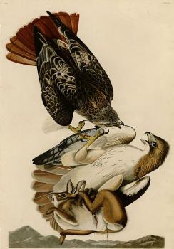 John James Audubon : Red tailed hawk